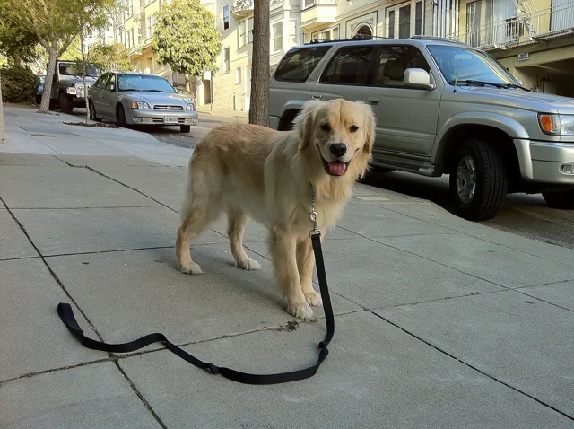 A golden retriever on a busy street, with a leash