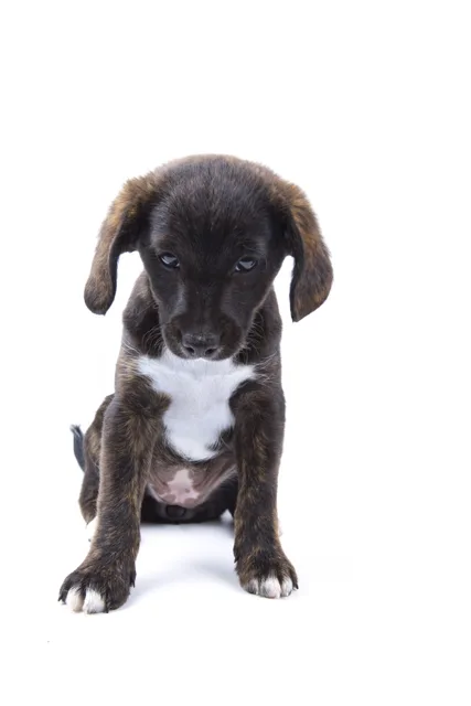 The photo of the puppy, sitting the model was made from