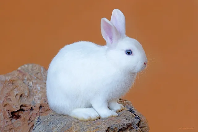 The photo of the white rabbit the model was made from