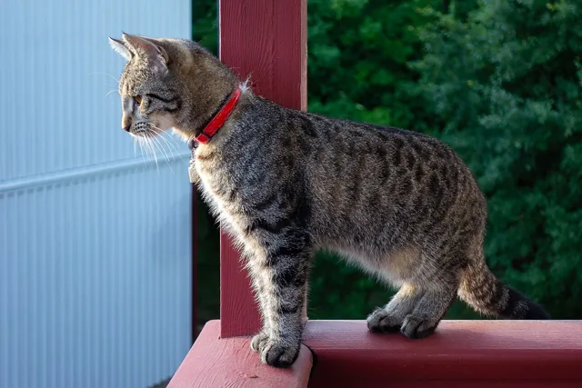 The photo of the tabby cat the model was made from