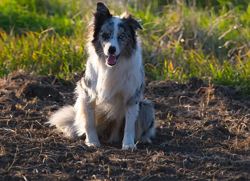 A dog sitting in a field